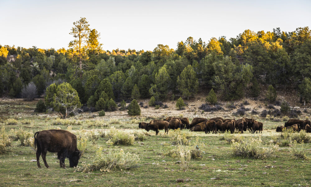 bison grazing on a plain