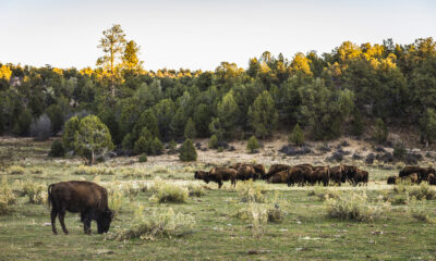 bison grazing on a plain