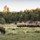 bison grazing on a plain