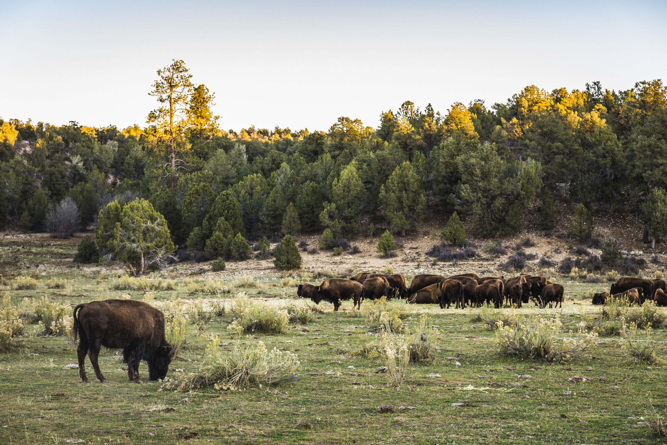bison grazing on a plain