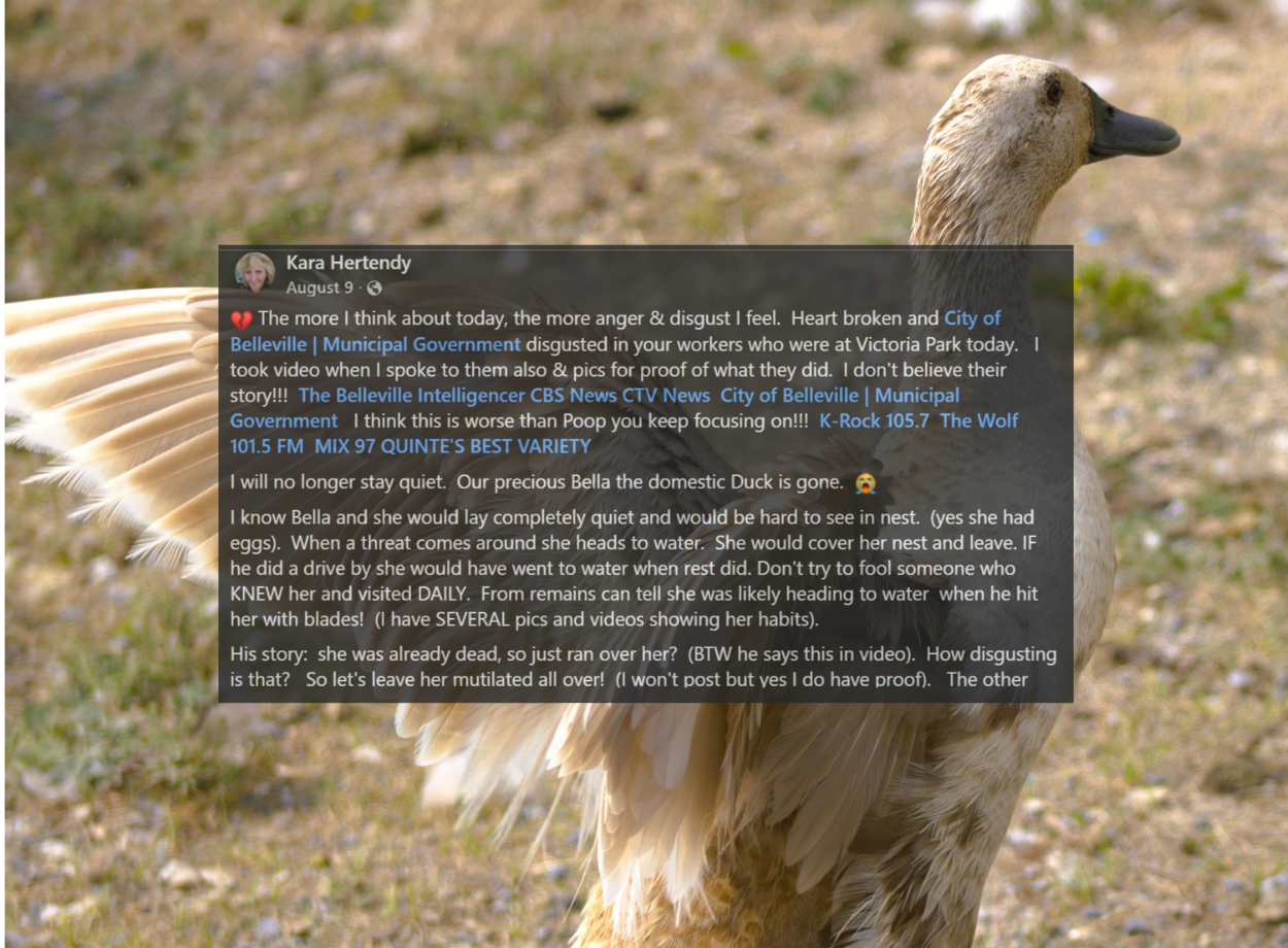 In case anyone else knew our sweet Bella.