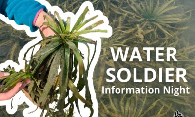 This Plant is Invading Our Waters in Bay of Quinte