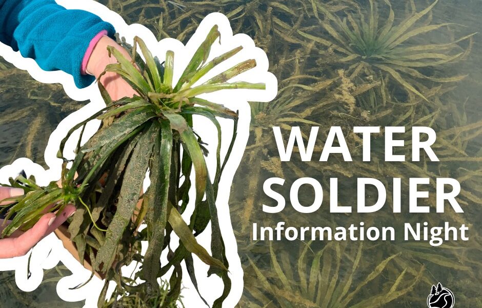 This Plant is Invading Our Waters in Bay of Quinte