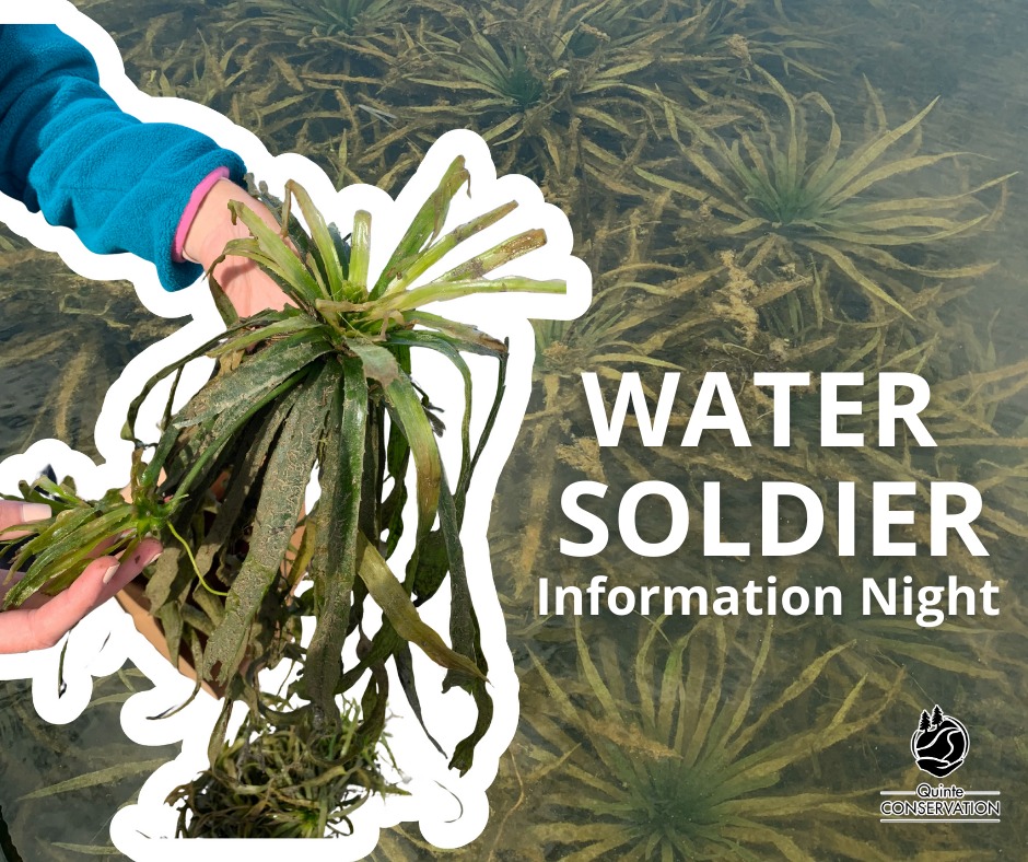 This Plant is Invading Our Waters in Bay of Quinte